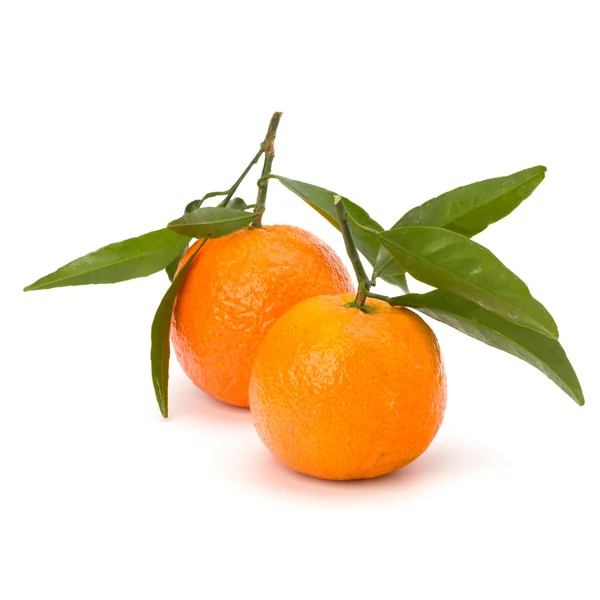 stock image Tangerines