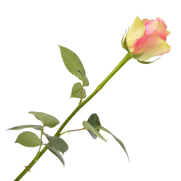Trandafir frumos izolat pe fundal alb — Fotografie, imagine de stoc