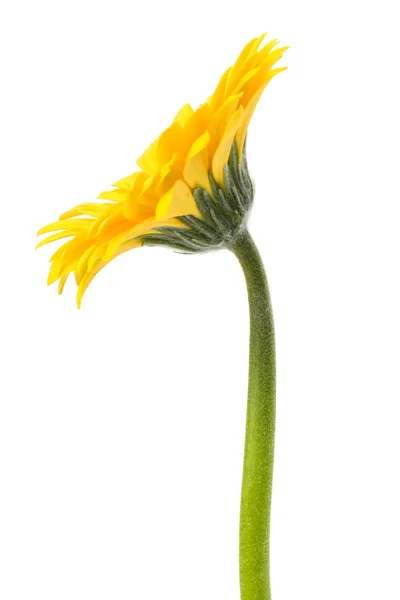 Indah bunga gerbera daisy — Stok Foto