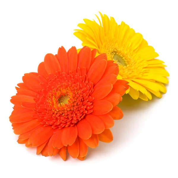 stock image Beautiful daisy gerbera flowers