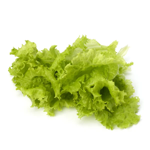 Saláta-saláta — Stock Fotó