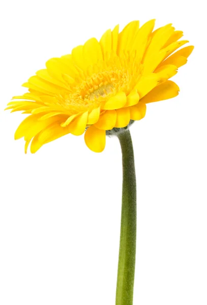 Beautiful daisy gerbera flower — Stock Photo, Image