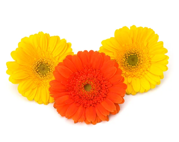 stock image Beautiful daisy gerbera flowers