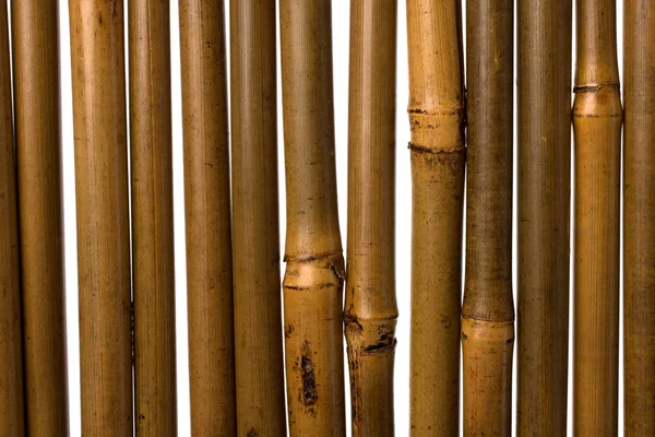 stock image Bamboo stems background