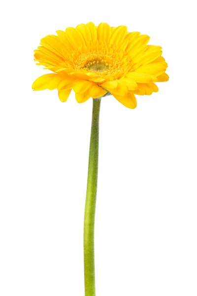 Bellissimo fiore di gerbera margherita — Foto Stock