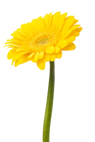 Beautiful daisy gerbera — Stock Photo, Image