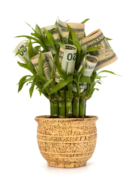 Money growing concept — Stock Photo, Image