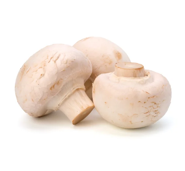 Champignon, paddenstoel — Stockfoto