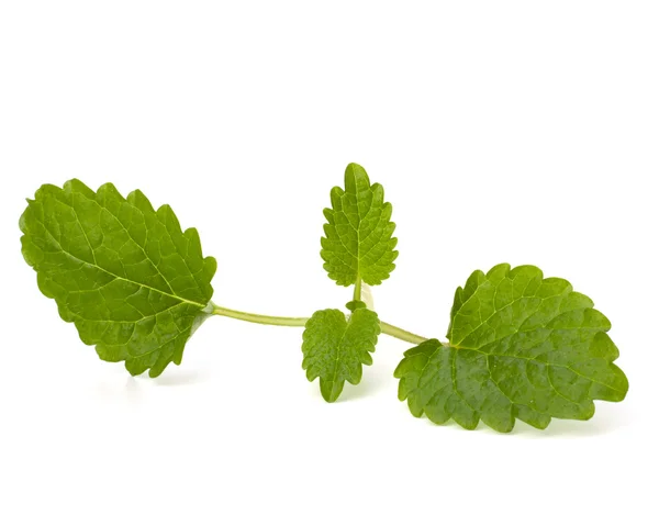 stock image Bergamot mint