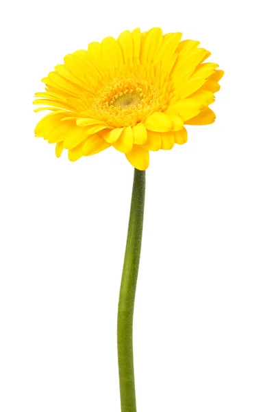 Prachtige daisy gerbera — Stockfoto