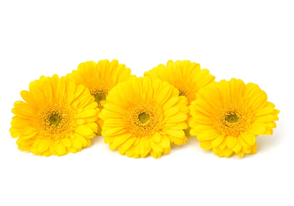 stock image Beautiful daisy gerbera flowers