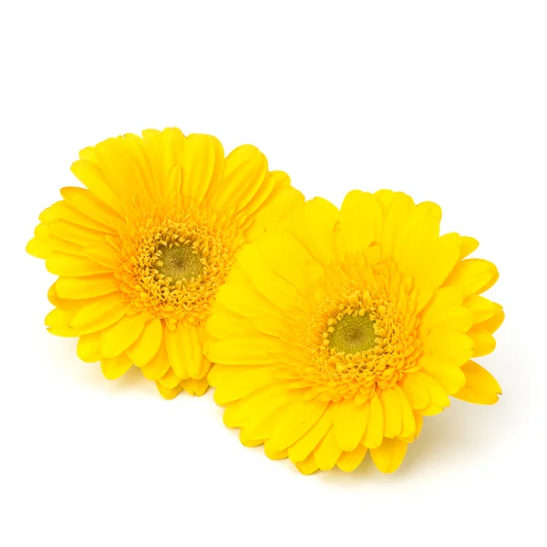 stock image Beautiful daisy gerbera flowers