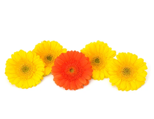 Beautiful daisy gerbera flowers — Stock Photo, Image
