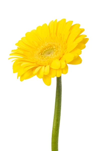 Prachtige daisy gerbera — Stockfoto