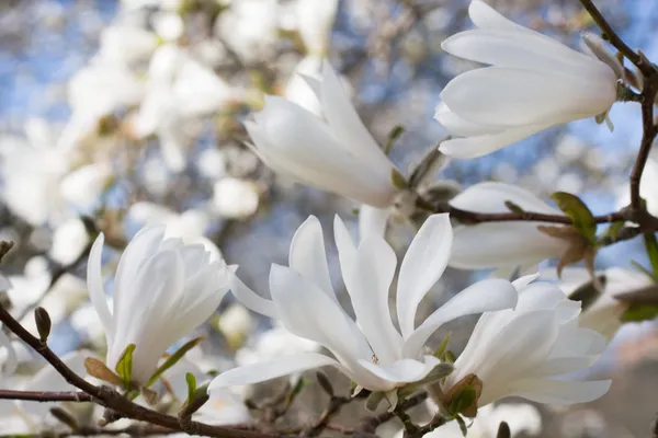 Όμορφη magnolia άνθος — Φωτογραφία Αρχείου