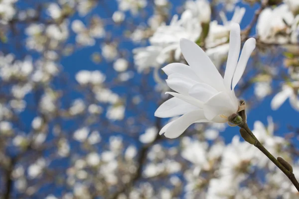 Hermosa flor de magnolia — Foto de Stock