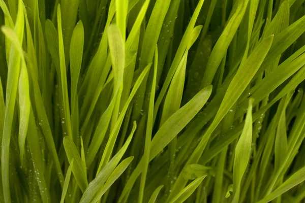 stock image Beautiful grass with early dew background