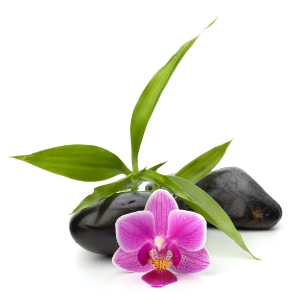 Lázně a zdravotní péči koncept. orchidej a kameny. — Stock fotografie