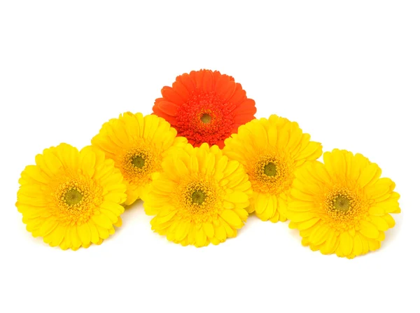 Beautiful daisy gerbera flowers — Stock Photo, Image