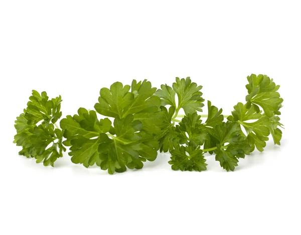 stock image Parsley