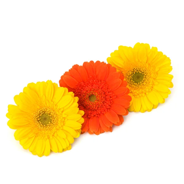 stock image Beautiful daisy gerbera flowers