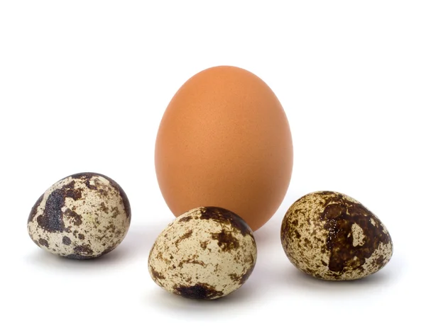 Codorniz y huevos de gallina —  Fotos de Stock