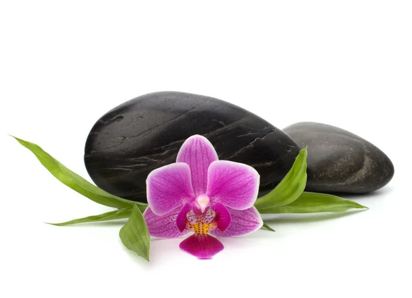 Lázně a zdravotní péči koncept. orchidej a kameny. — Stock fotografie