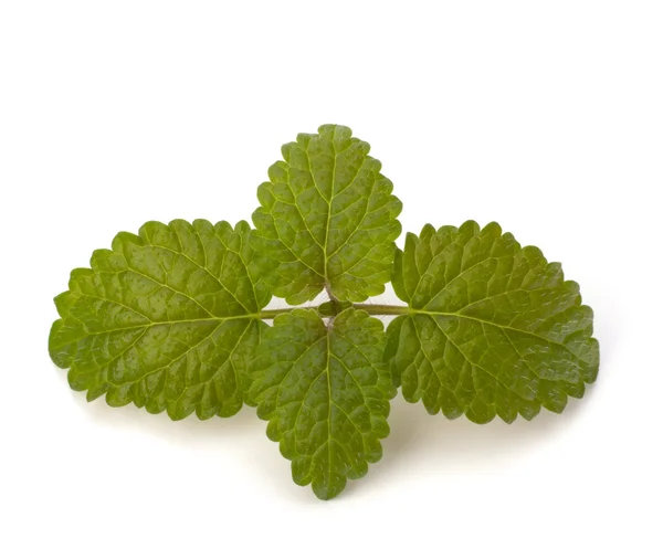 Stock image Bergamot mint