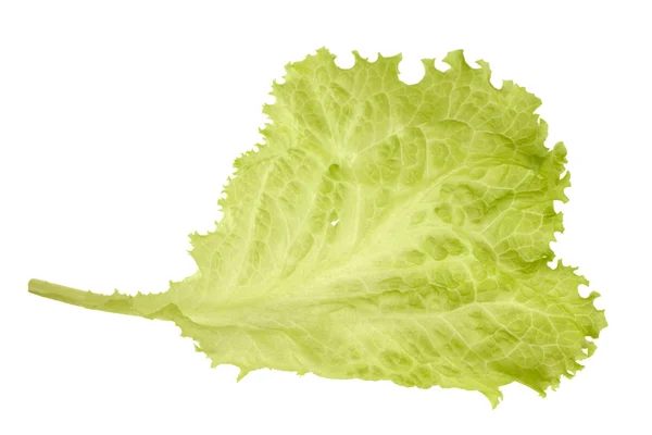 Salad lettuce — Stock Photo, Image