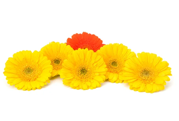 stock image Beautiful daisy gerbera flowers