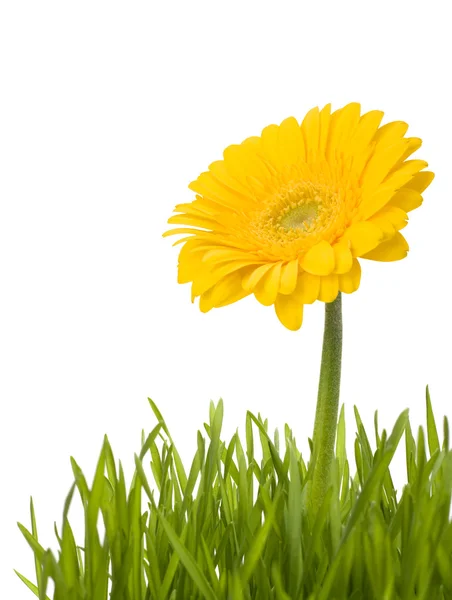 Margarida amarela na grama — Fotografia de Stock