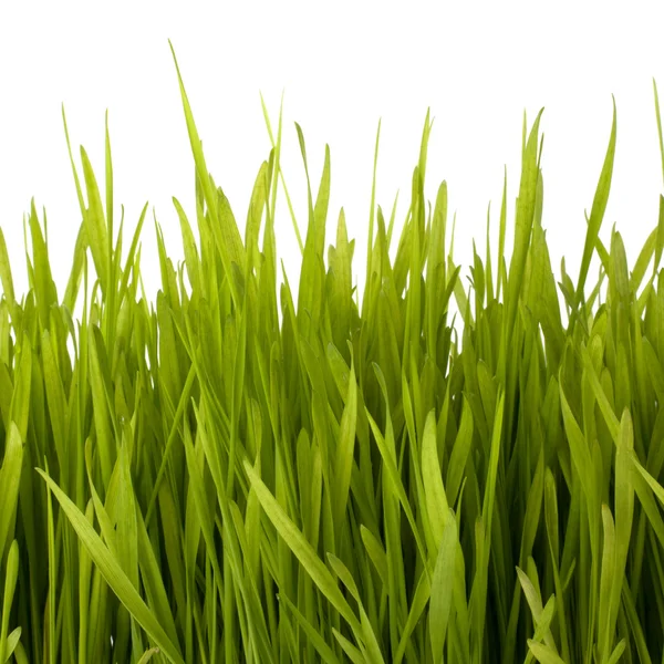 Sylwetka trawy — Zdjęcie stockowe