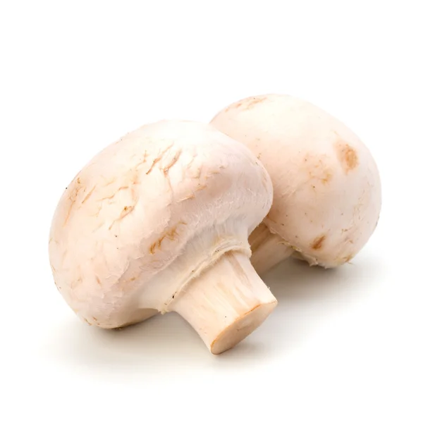 Champignon mushroom — Stock Photo, Image