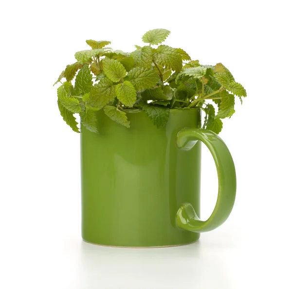 stock image Herbal peppermint tea cup