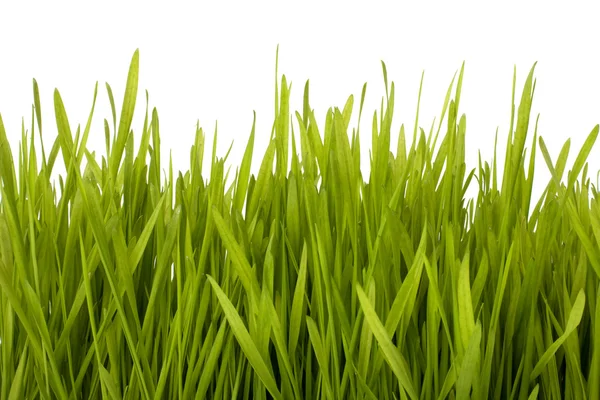 Silhouette erba — Foto Stock