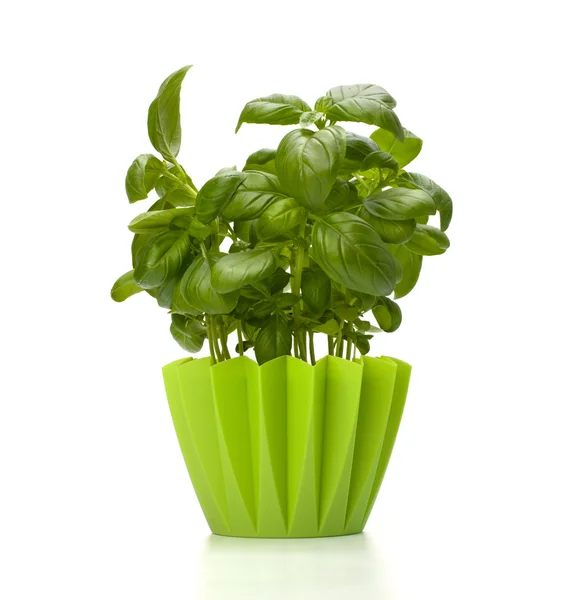 stock image Sweet basil leaves