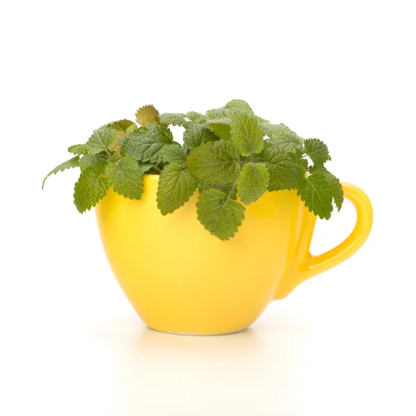 stock image Herbal peppermint tea cup