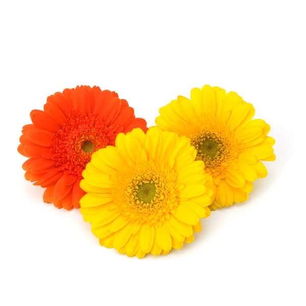 stock image Beautiful daisy gerbera flowers