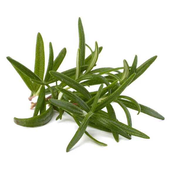 stock image Sweet rosemary leaves