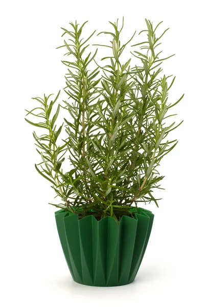 stock image Sweet rosemary plant