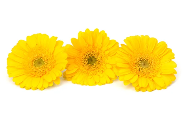 stock image Beautiful daisy gerbera flowers