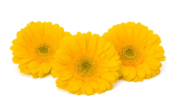 stock image Beautiful daisy gerbera flowers