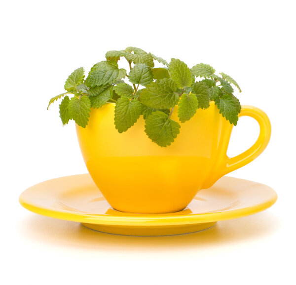 Herbal peppermint tea cup