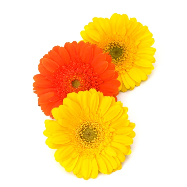 stock image Beautiful daisy gerbera flowers