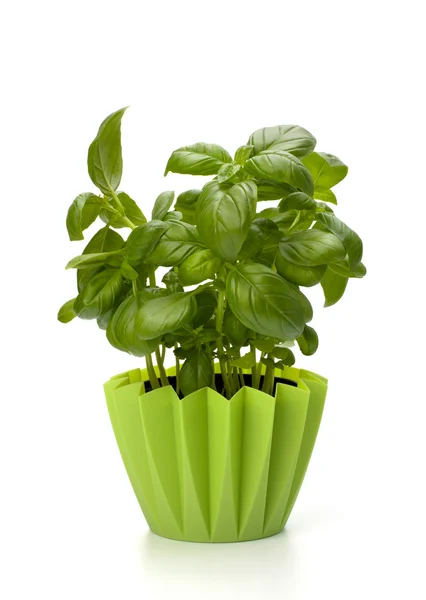 Stock image Sweet basil leaves