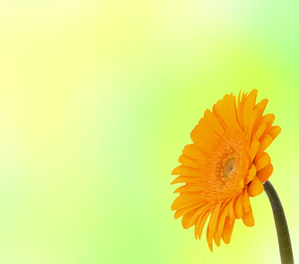 Kaunis päivänkakkara gerbera kukka — kuvapankkivalokuva
