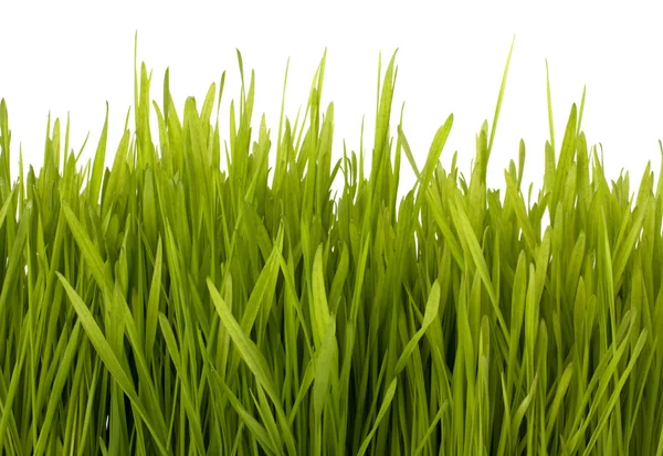 Grass silhouette — Stock Photo, Image
