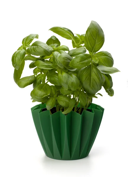 stock image Sweet basil leaves