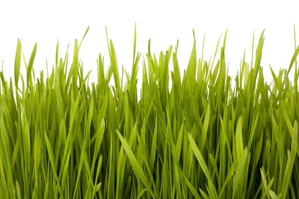 Silueta de hierba — Foto de Stock