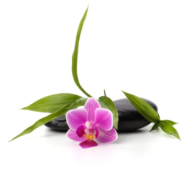 stock image Spa and healthcare concept. Orchid and stones.